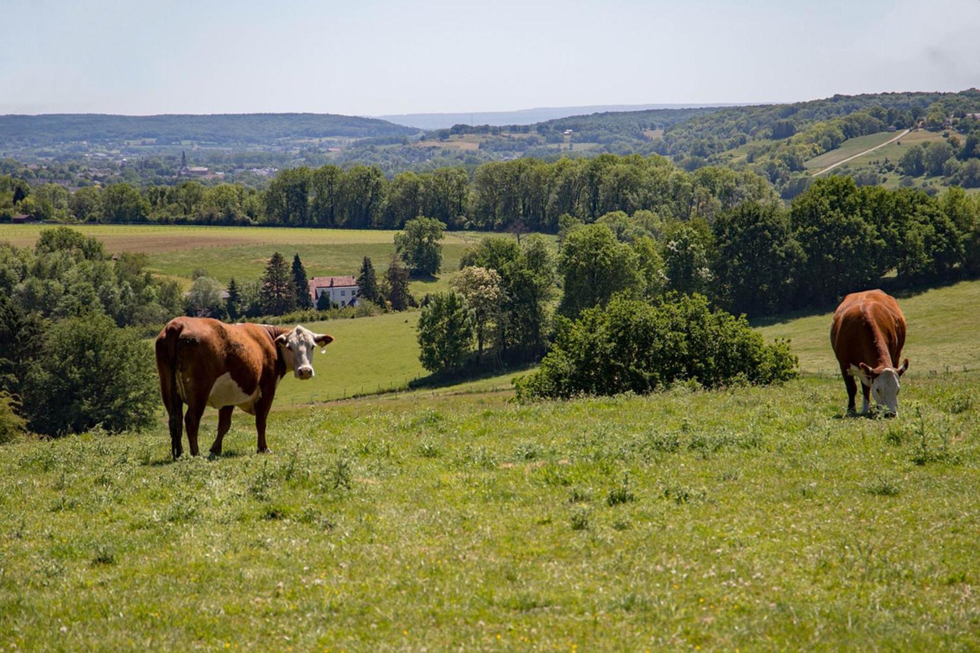 Bnb Het Geluk Van Limburg 梅赫伦 外观 照片
